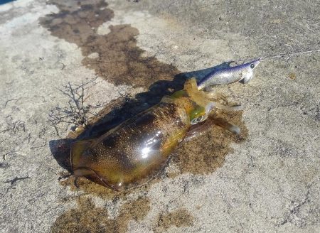 越前海岸でエギング